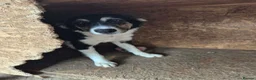 Mixed Breed dogs for adoption: Lou - north Walsham Norfolk  - Advert 12