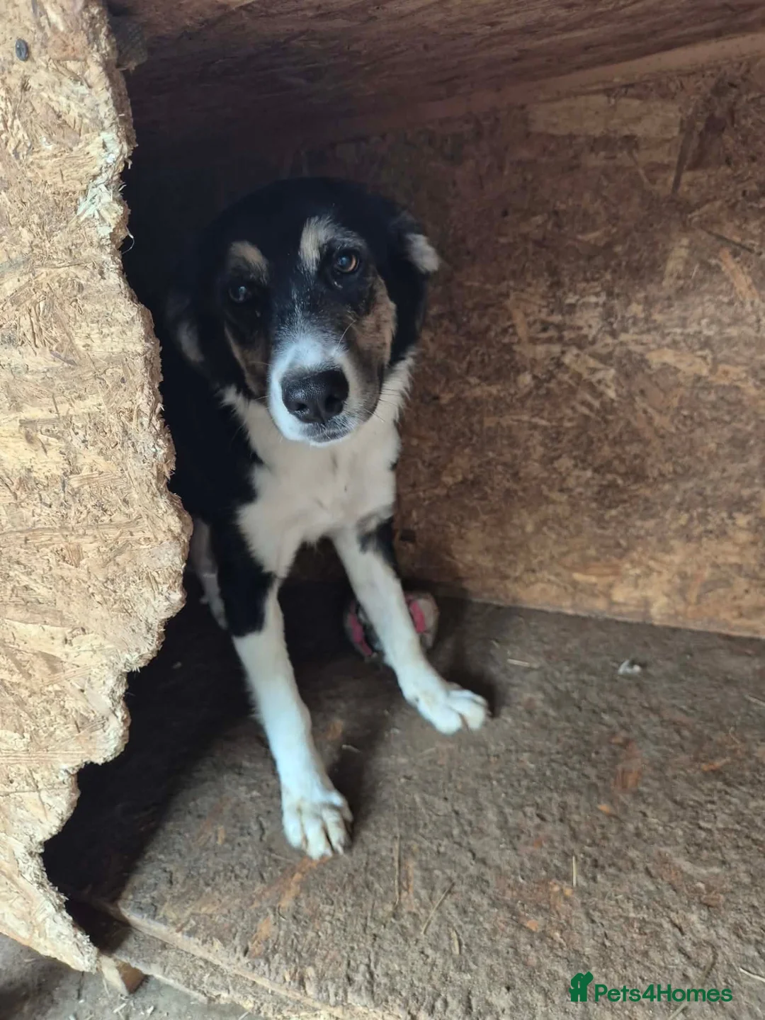 Mixed Breed dogs for adoption: Lou - north Walsham Norfolk  - Advert 12