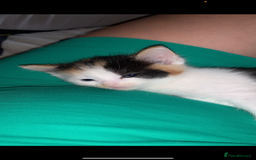 American Shorthair cats for sale: Cats  - Image 4