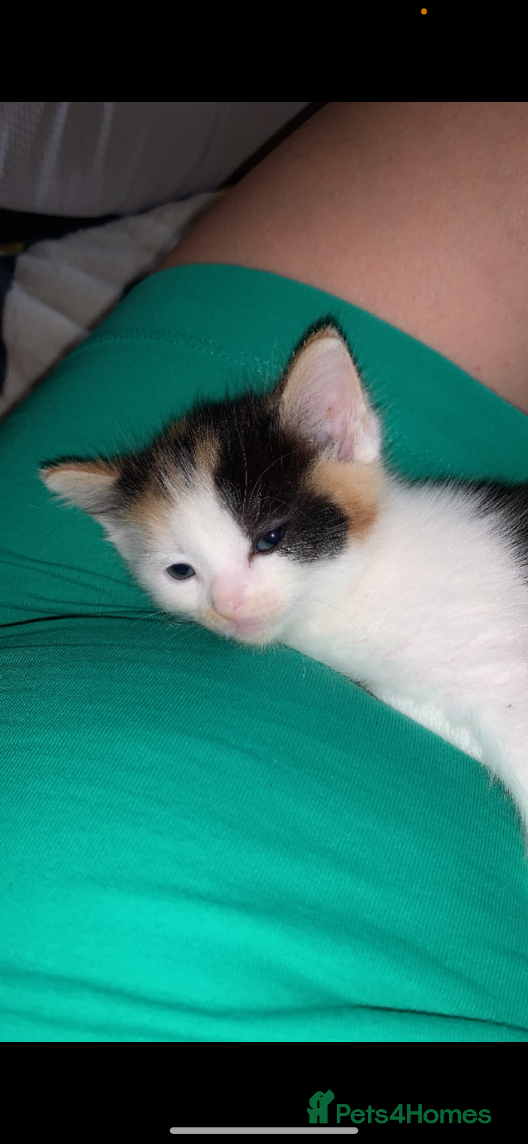 American Shorthair cats for sale: Cats  - Image 4