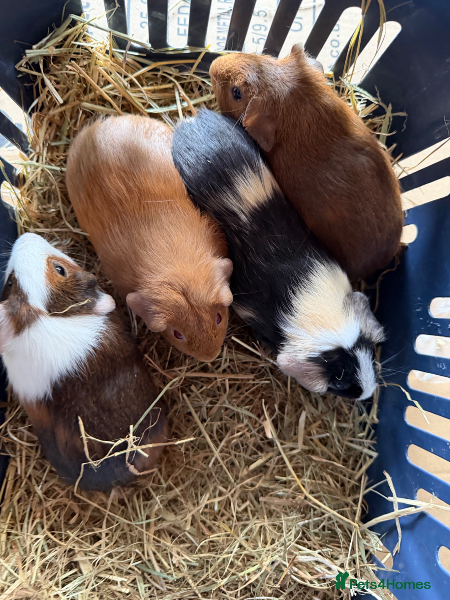 Guinea Pig rodents 4 Abyssinian x Rex and teddy x Cali sows ready  - Advert 2