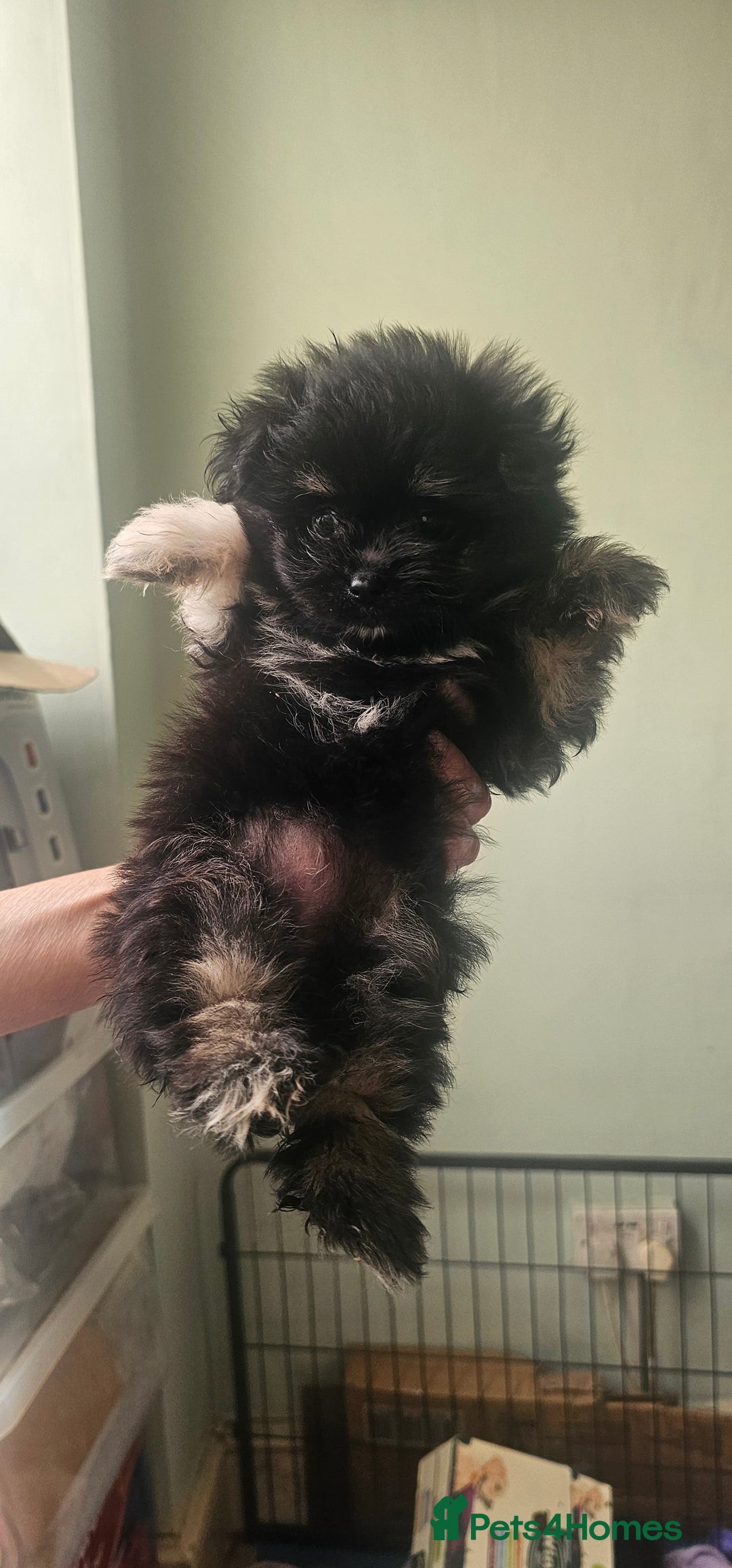 Mixed Breed dogs for sale: Mother blue Russian pomeranian, dad pure maltese  - Image 1
