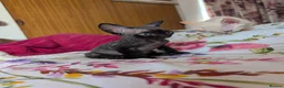 Devon Rex cats for sale: Crazy little gremlins!  in Bristol - Advert 12