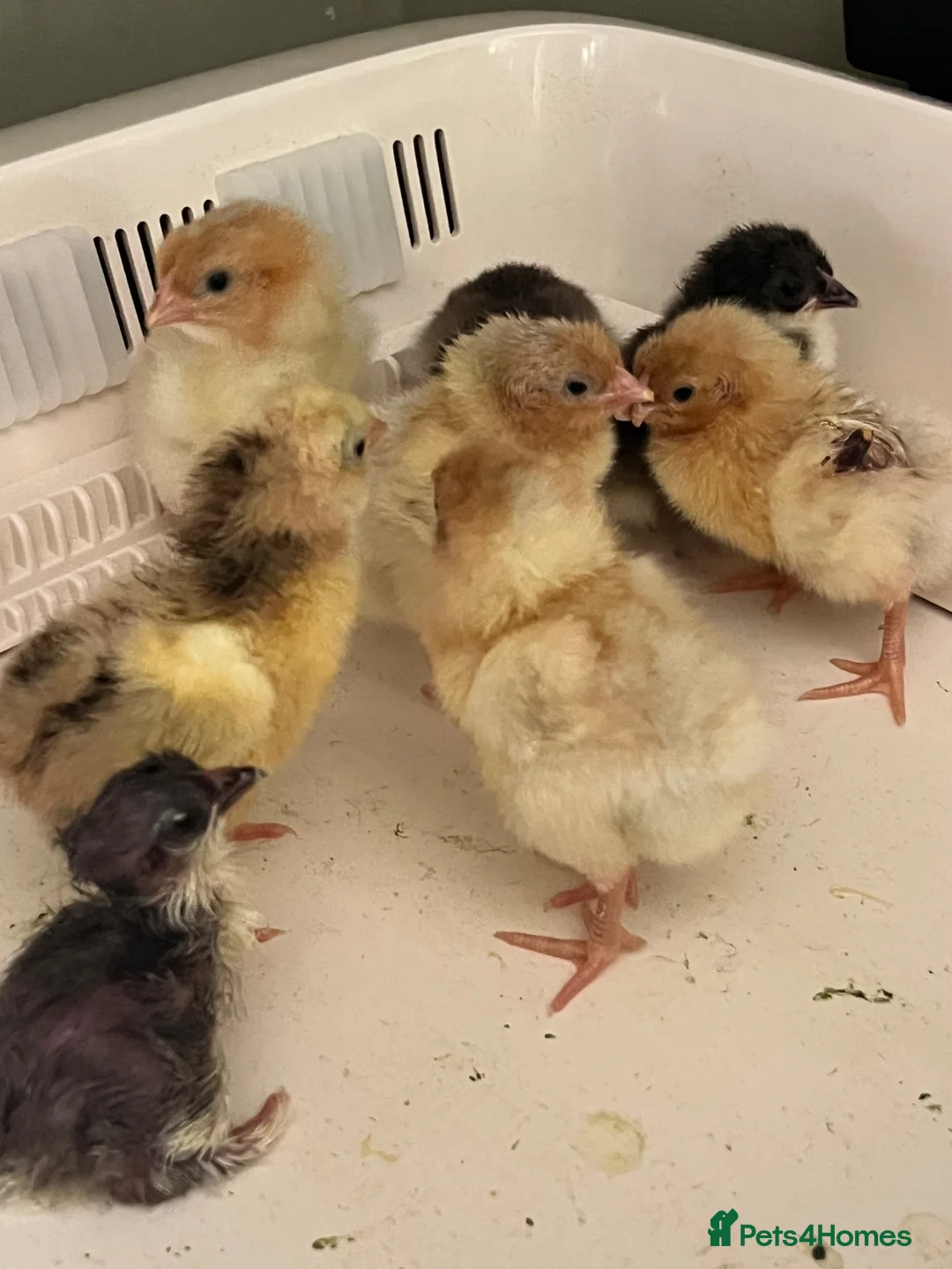 Chickens poultry for sale: Chicks - Advert 2