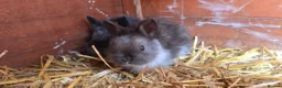 Mini Lop rabbits for sale: Baby mini lops / lion lops in Nottingham - Advert 21