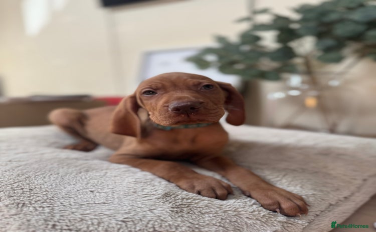 Hungarian Vizsla dogs - Advert 4
