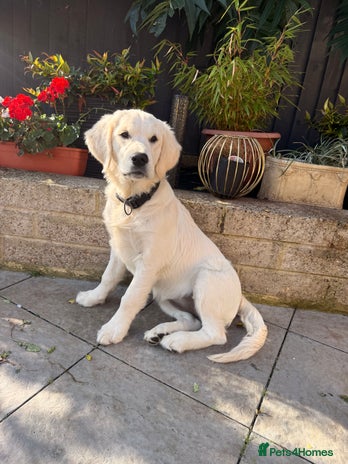 Golden Retriever dogs - Advert 4