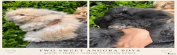 Angora rabbits for sale: Beautiful Gentle Angora Bunny Boys - Advert 1
