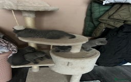 British Shorthair cats for sale: British Shorthair  - Image 7