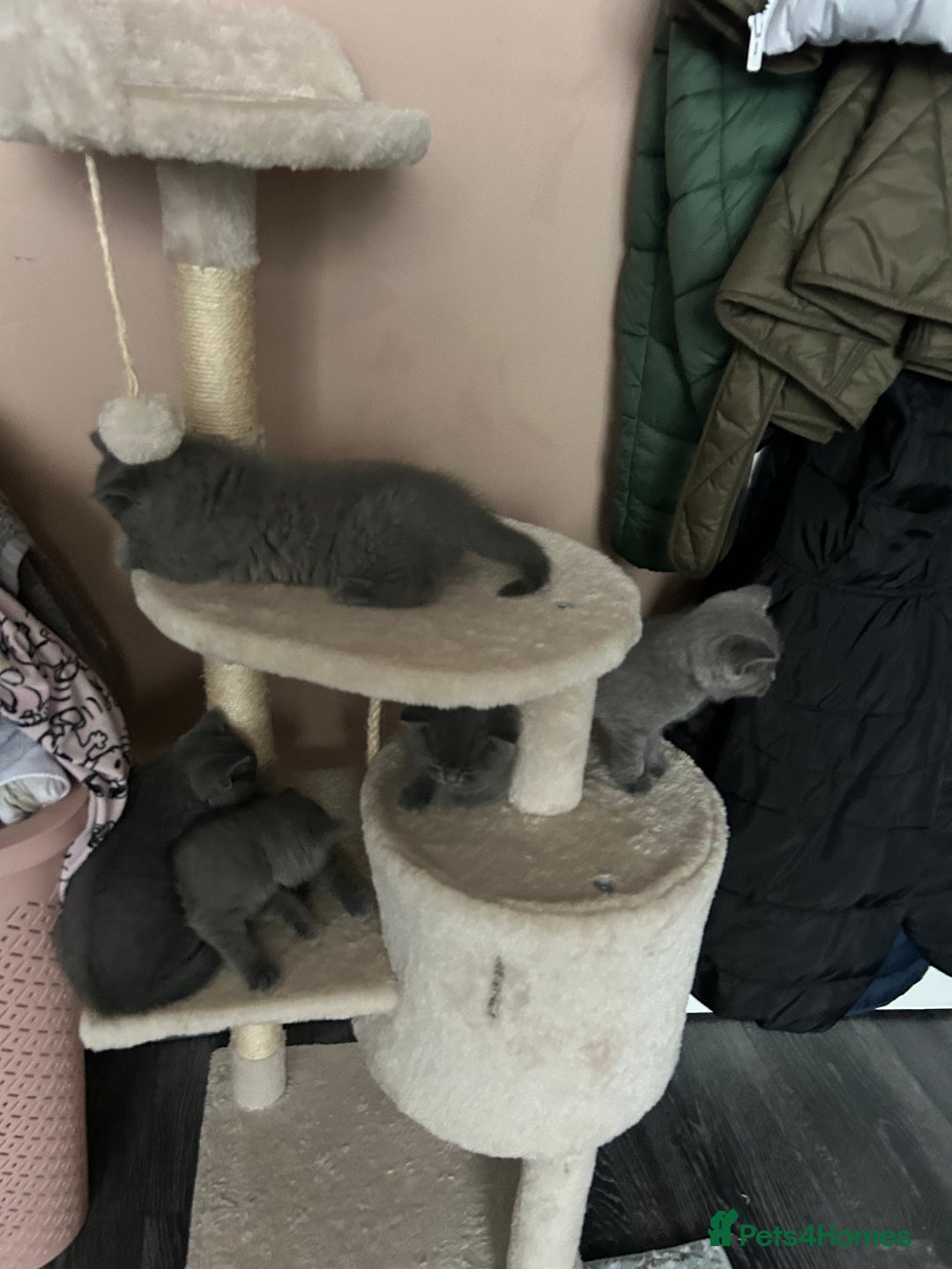 British Shorthair cats for sale: British Shorthair  - Image 7