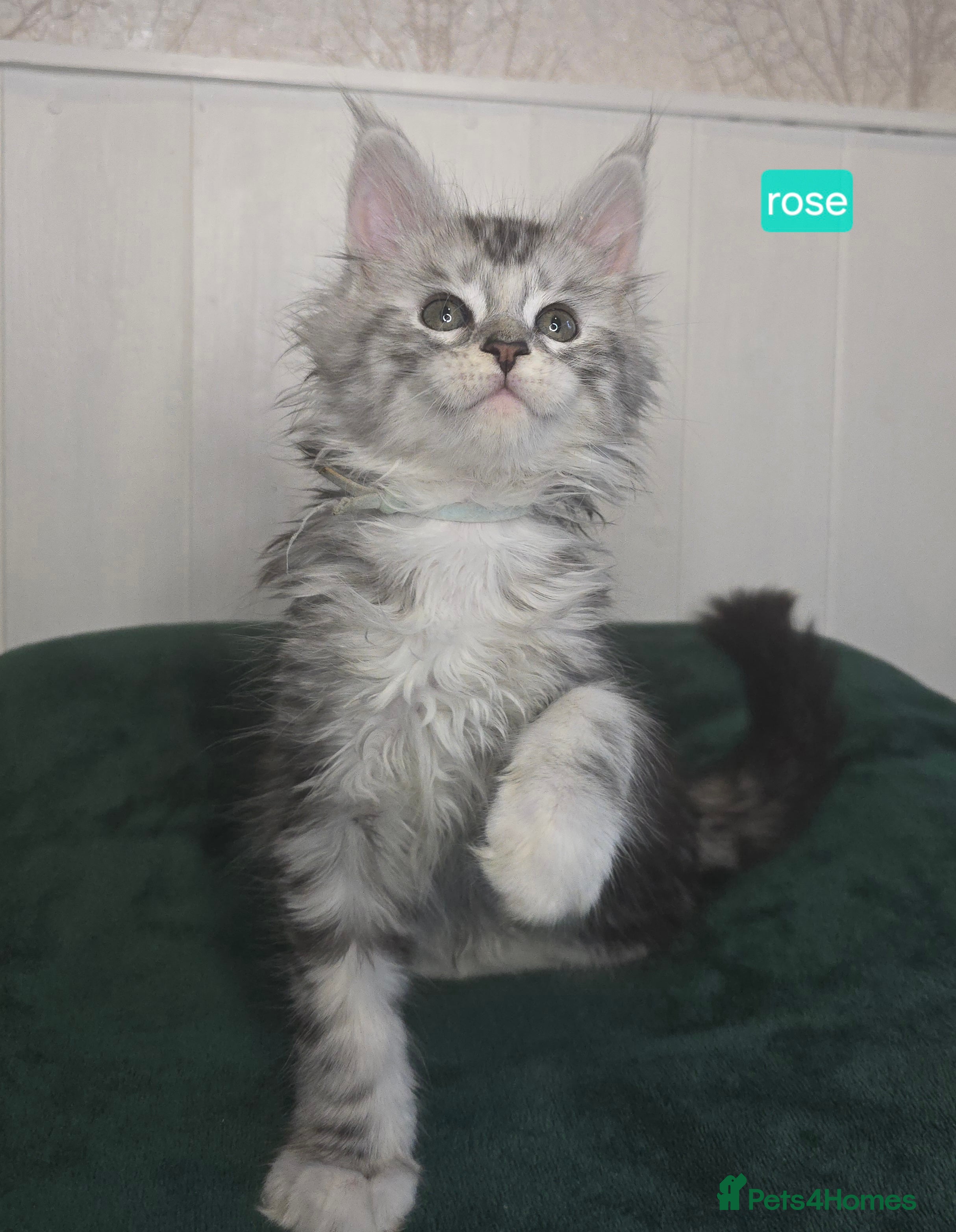 Maine Coon cats Stunning Silver Tica Pedigree Maine Coon Kittens - Advert 1