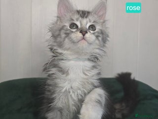 Maine Coon cats Stunning Silver Tica Pedigree Maine Coon Kittens - Advert 14