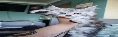 Melody Titanium Cat