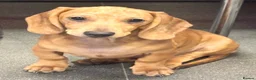Miniature Dachshund dogs for sale: Miniature Dachshund Puppies - Ready for homes - Advert 8