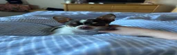 Chihuahua dogs for stud: Beautiful Chocolate and White Deer Head Chihuahua - Advert 9