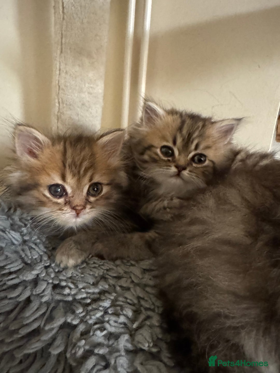 Persian cats for sale: Golden Shaded Tabby Boy - Advert 3