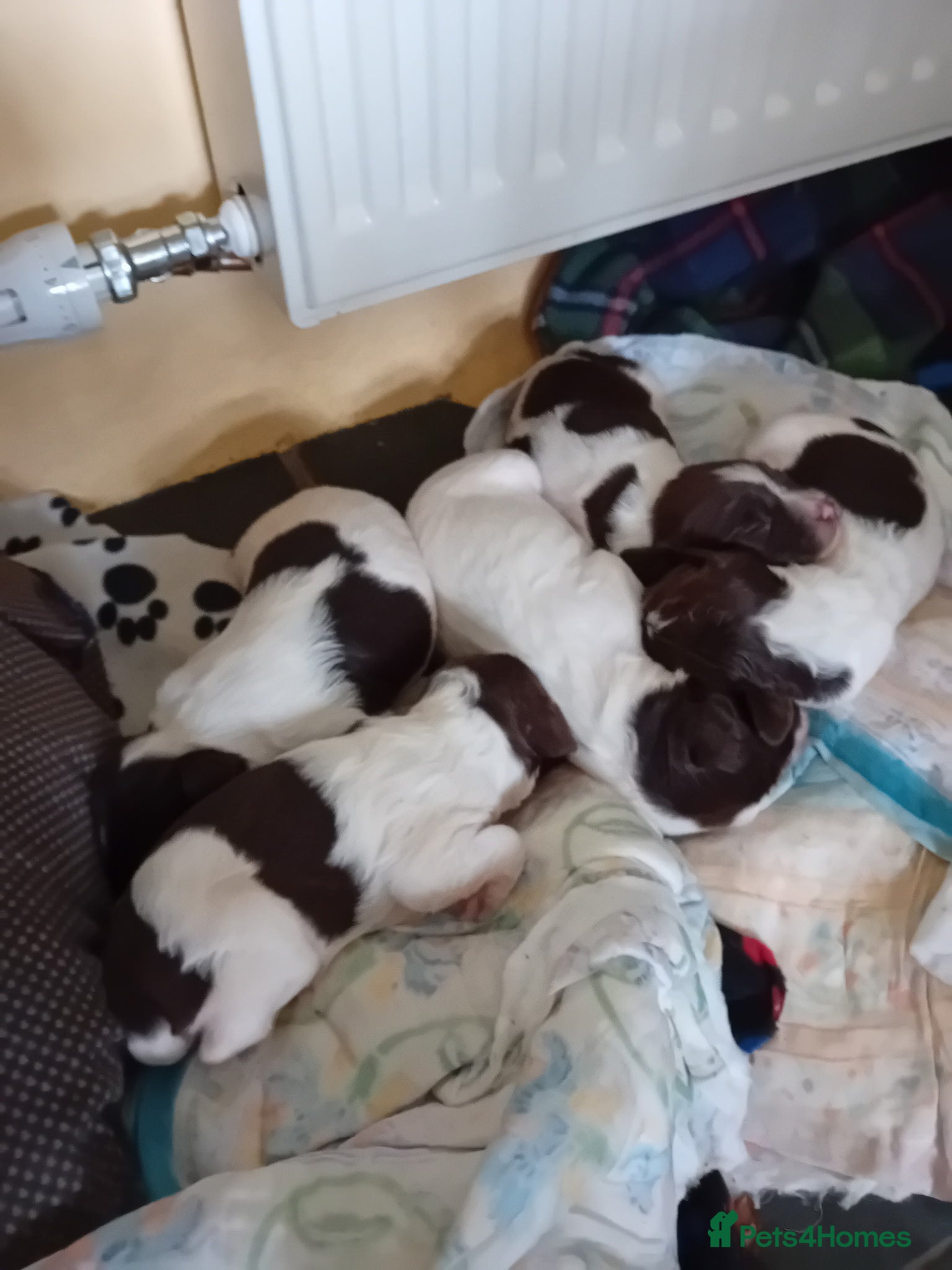English Springer Spaniel dogs Springer spaniel puppies - Advert 1