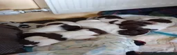 English Springer Spaniel dogs for sale: Springer spaniel puppies in Bodmin - Advert 1