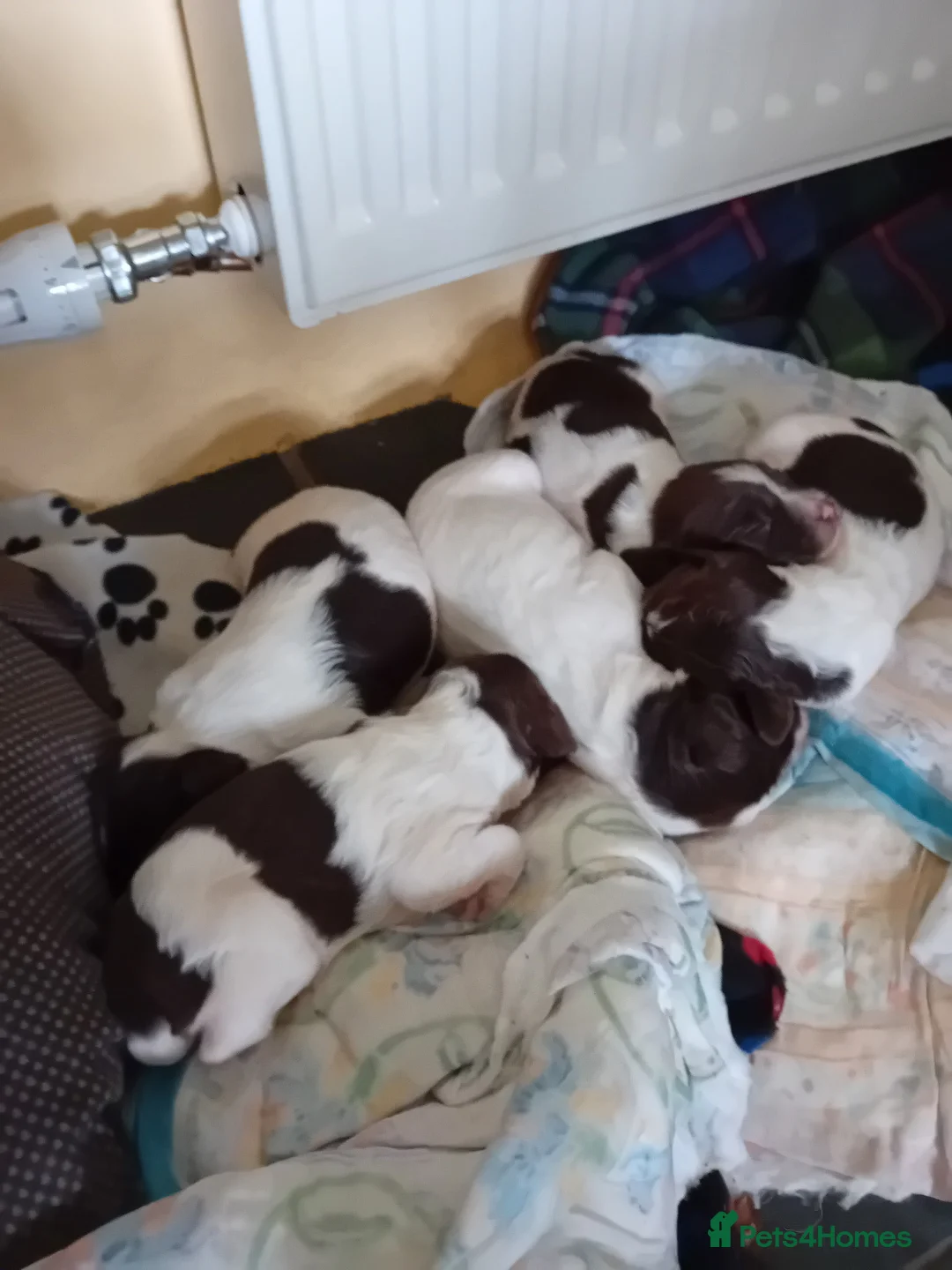 English Springer Spaniel dogs for sale: Springer spaniel puppies in Bodmin - Advert 1