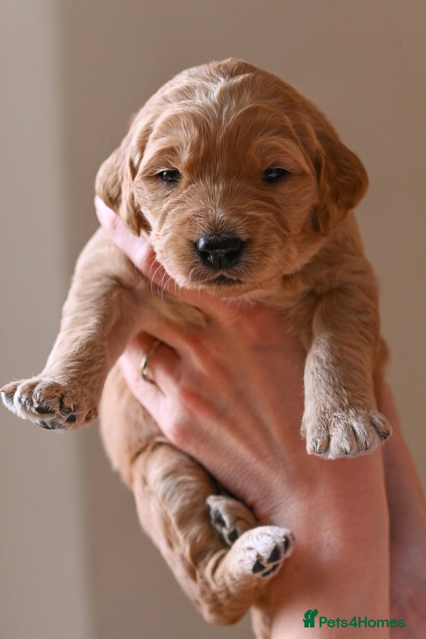 Double Doodle dogs for sale: Beautiful double/golden doodles from family pet - Advert 10