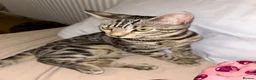 Bengal cats for sale: Bengal kitten & ragdoll cross kitten - Advert 4
