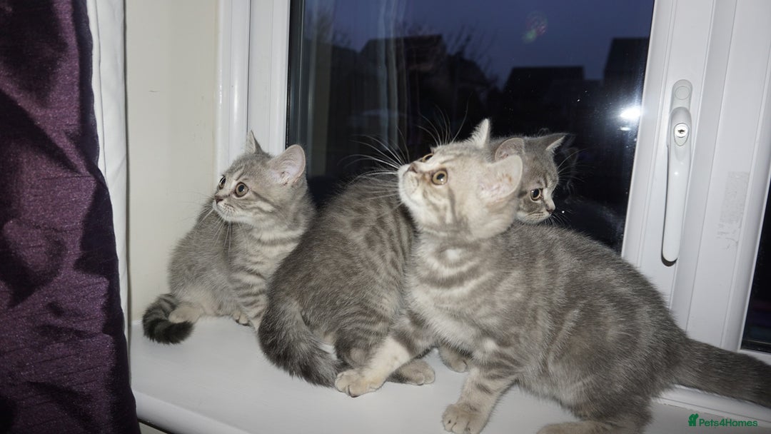 British Shorthair cats for sale: British Blue tabbies boys and girls - Advert 17