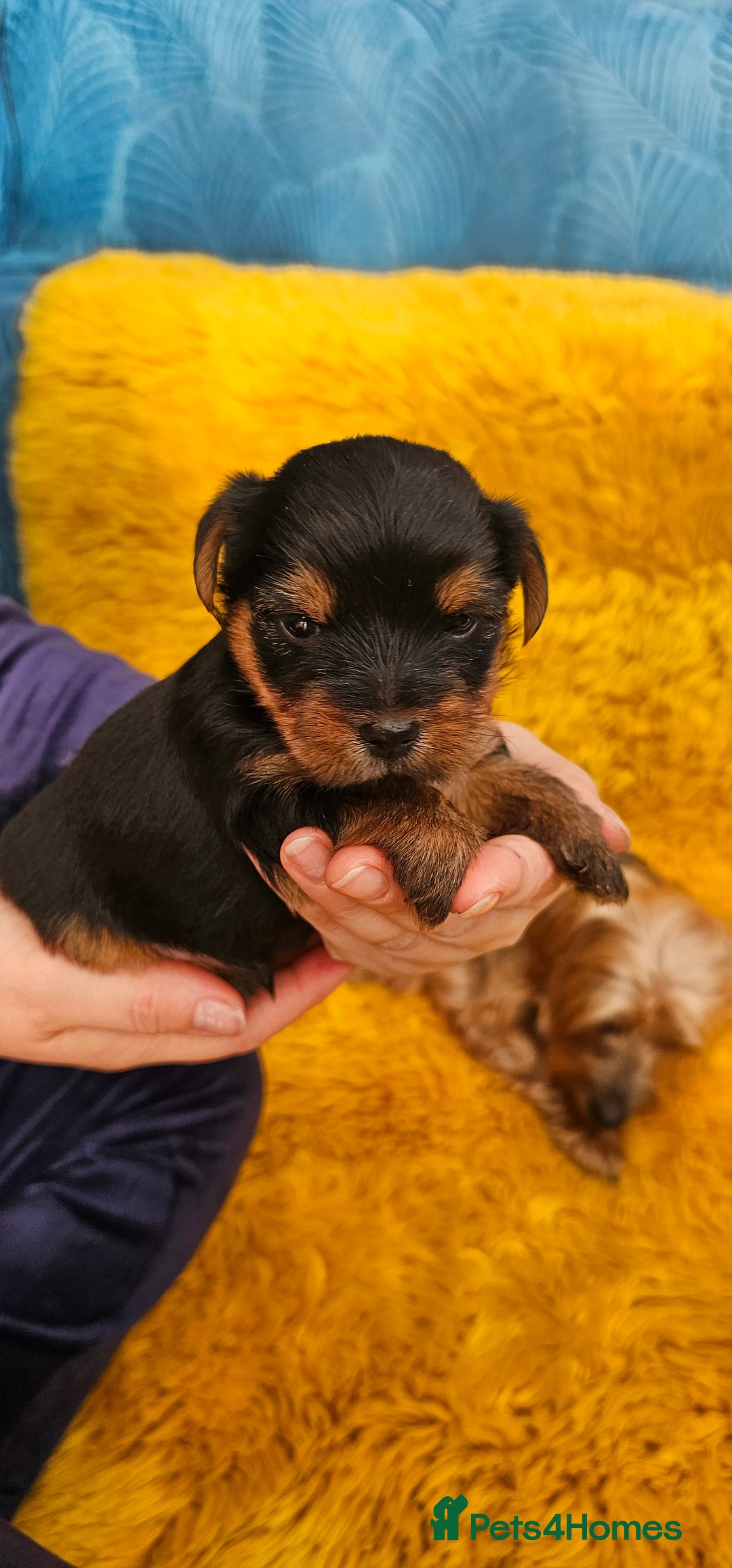 Yorkshire Terrier dogs for sale: Yorkshire Terrier puppies - Advert 2