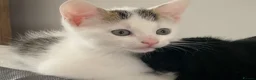 Mixed Breed cats for sale: Playful, cute, adventurous with manners lol - Advert 7