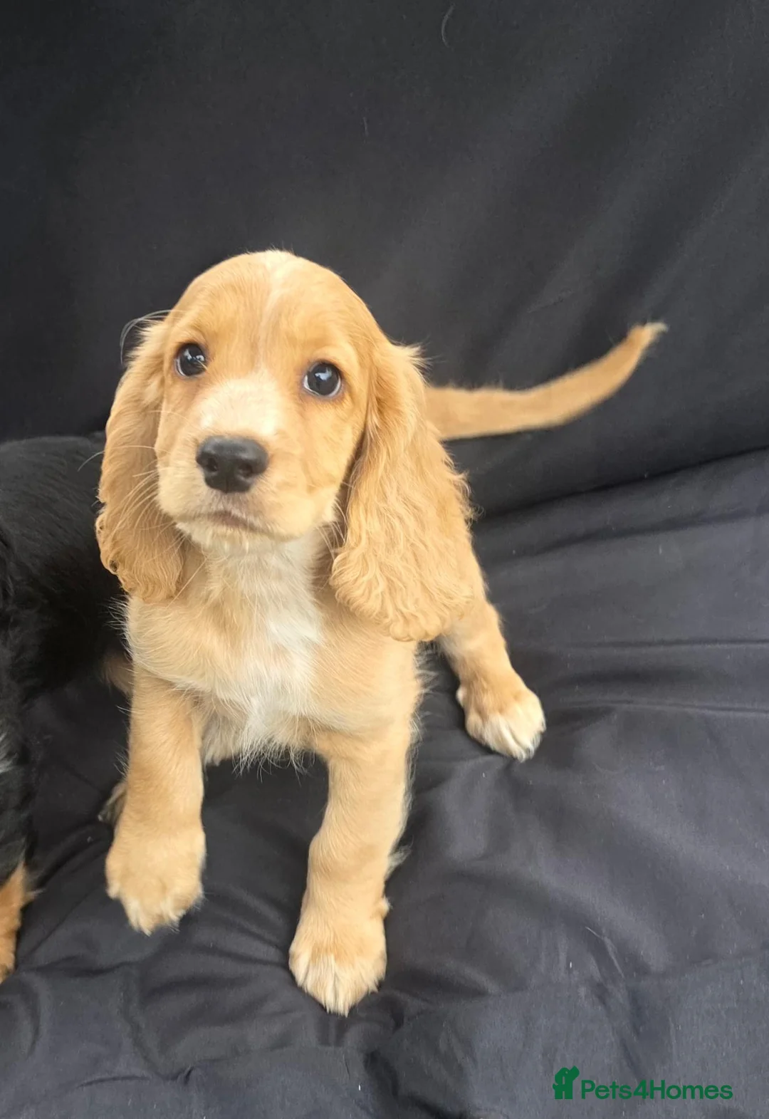 Cocker Spaniel dogs for sale: KC Reg health tested working cocker spaniel pups  - Advert 1