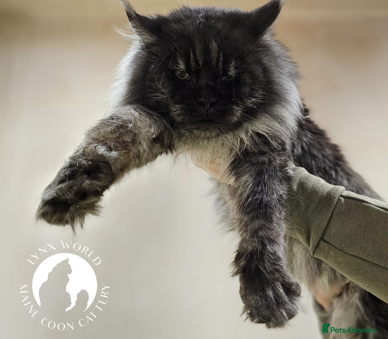 Maine Coon cats Proven Champion bloodlines stud in Doncaster - Advert 4