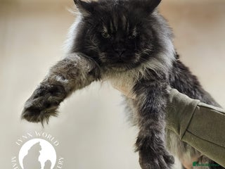 Maine Coon cats in Doncaster - Advert 7