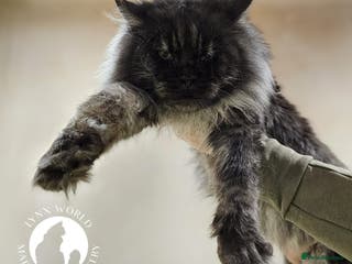 Maine Coon cats Proven Champion bloodlines stud in Doncaster - Advert 6