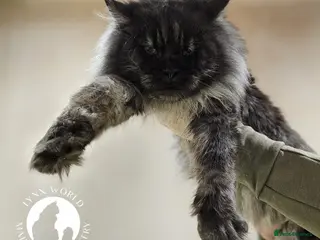 Maine Coon cats Proven Champion bloodlines stud in Doncaster - Advert 12