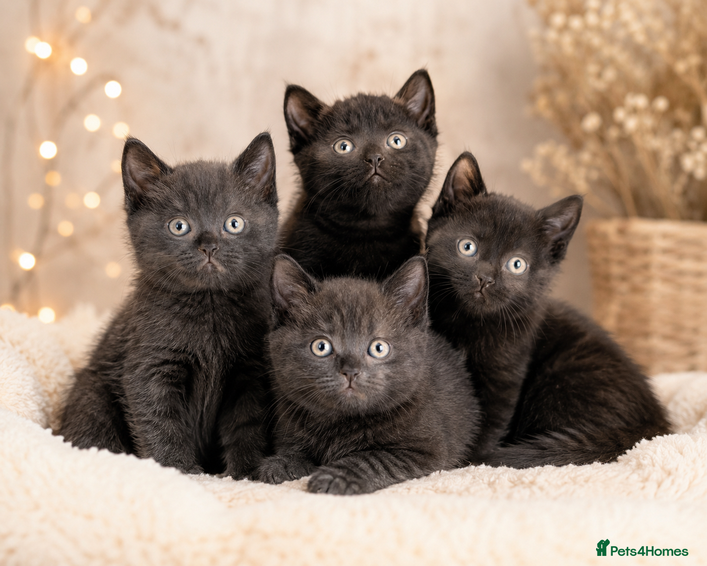 British Shorthair cats Gorgeous British Shorthair kittens - Advert 1