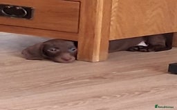 Miniature Dachshund dogs for sale: ..Miniature dachshunds 1 Girl 1BOY READY TO LEAVE  in Ellesmere Port - Image 15