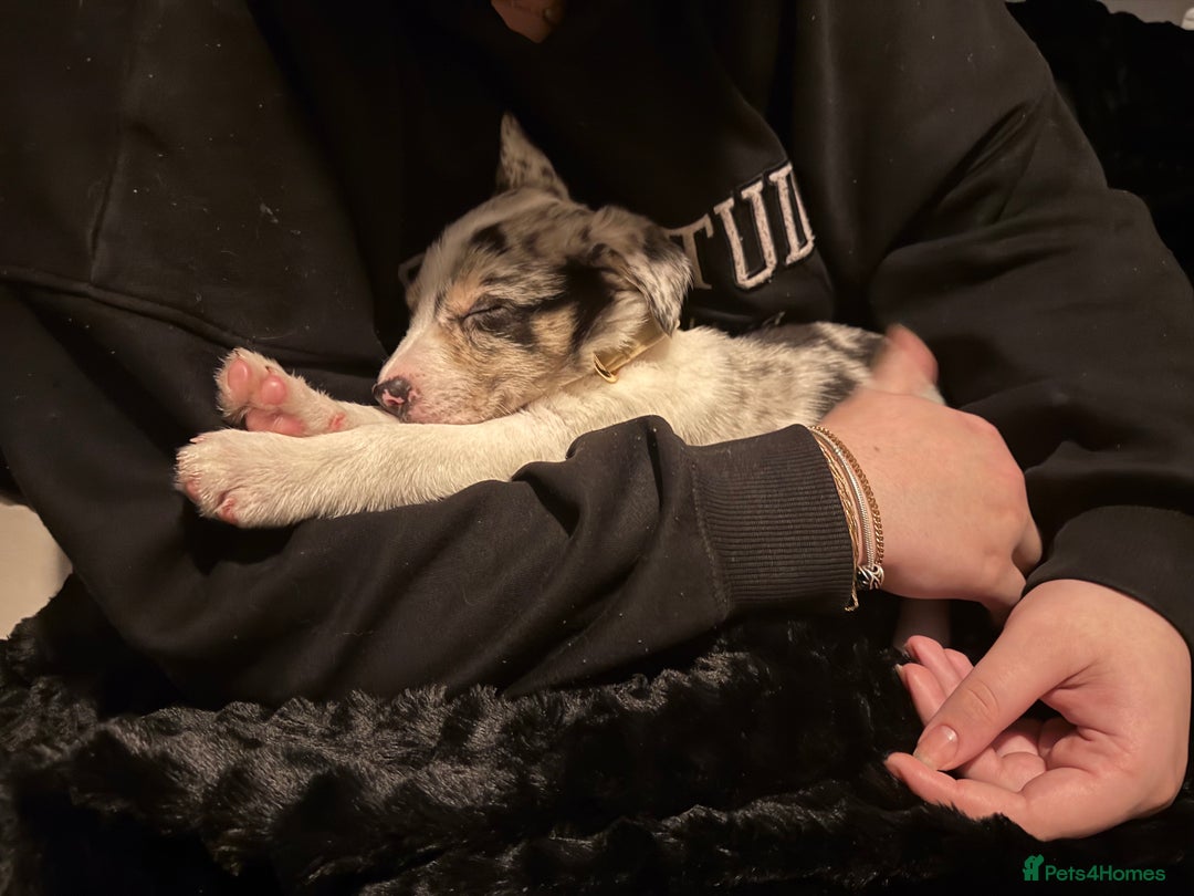 Border Collie dogs for sale: Blue Merle Border Collie - Advert 8