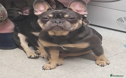 French Bulldog dogs for sale: Male French bulldog for sale  - Image 2