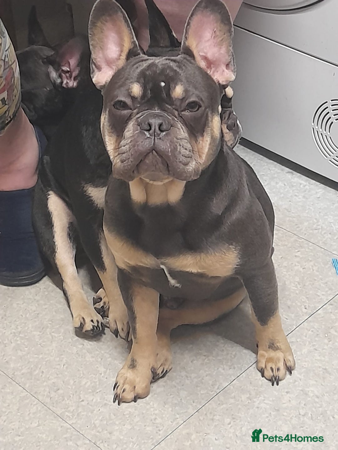 French Bulldog dogs for sale: Male French bulldog for sale  - Image 2