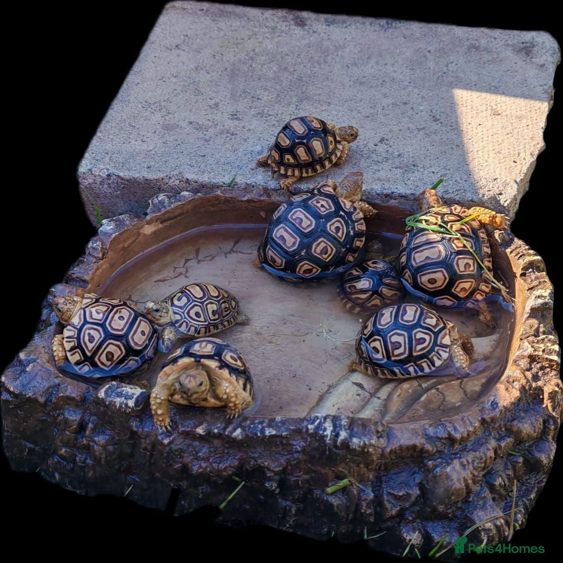 Tortoise reptiles Leopard tortoise hatchlings - Advert 2
