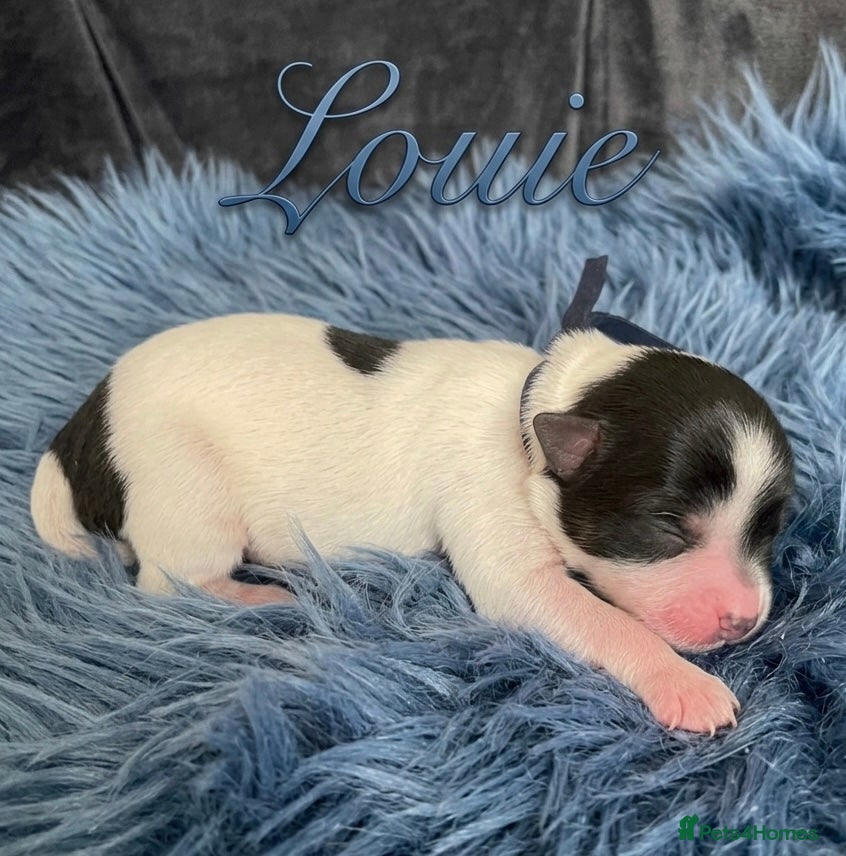 Mixed Breed dogs ❤️🐾 LITTER ANNOUNCEMENT🐾❤️ - Advert 16