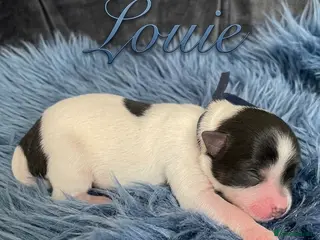 Mixed Breed dogs ❤️🐾 LITTER ANNOUNCEMENT🐾❤️ - Advert 16