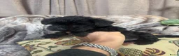 Miniature Schnauzer dogs for sale: Beautiful KC Miniature Schnauzers Black - Advert 17
