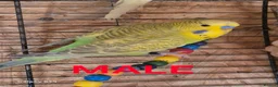 Budgerigars birds for sale: Budgies for sale :)  - Advert 5