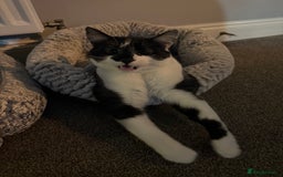 Siamese cats for sale: Bonded pair for rehoming  - Image 5