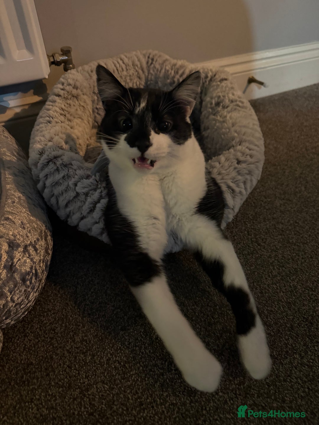 Siamese cats for sale: Bonded pair for rehoming  - Image 5