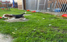Beagle dogs for sale: Only 1 boy KC Registered Top Quality Beagle Puppy - Image 20