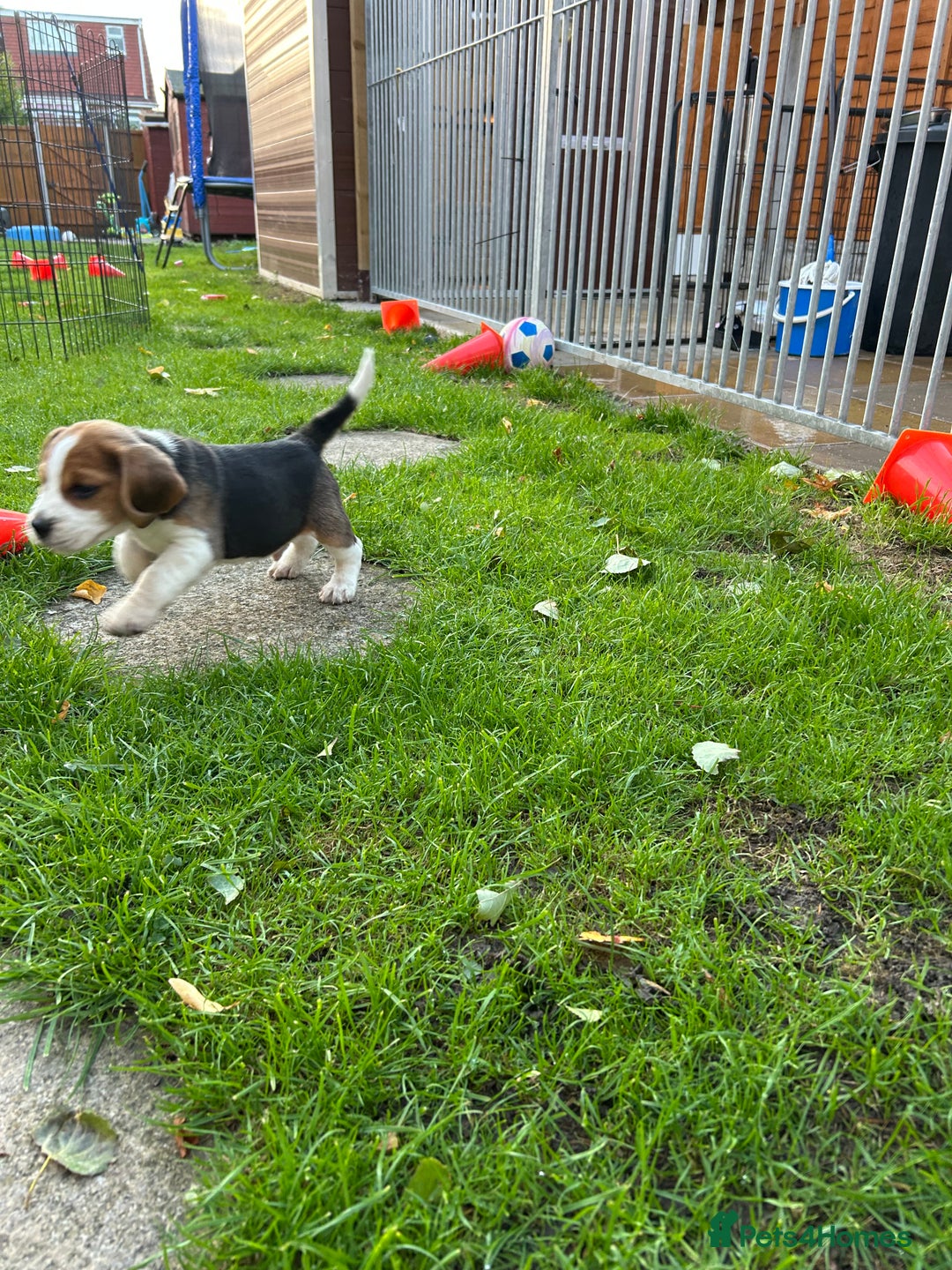 Beagle dogs for sale: Only 1 boy KC Registered Top Quality Beagle Puppy - Image 20