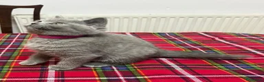 British Shorthair Kitten 5