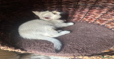 Scottish Fold cats in Northampton - Advert 13