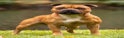 Staffordshire Bull Terrier dogs for sale: Gorgeous staffies to reserve now!  - Advert 7